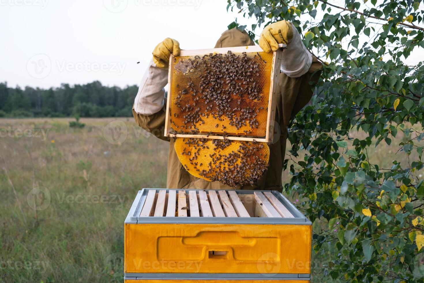 A beekeeper, a woman in a protective suit against bee stings, holds a frame with honey from a bee hive in her hands. Beekeeping, care of the hive photo