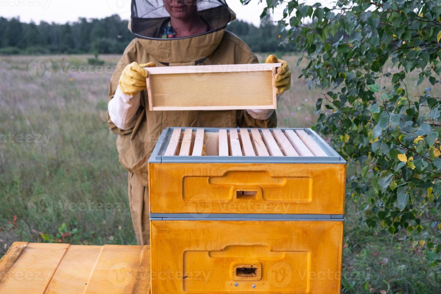 A beekeeper, a woman in a protective suit against bee stings, holds a empty frame with wax from a bee hive in her hands. Beekeeping, care of the hive, mock up photo
