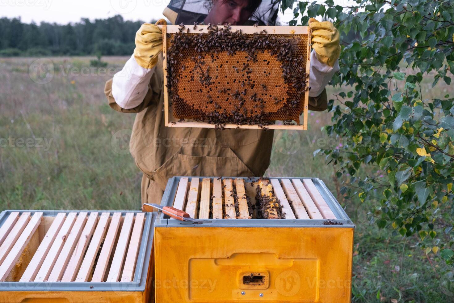 A beekeeper, a woman in a protective suit against bee stings, holds a frame with honey from a bee hive in her hands. Beekeeping, care of the hive photo