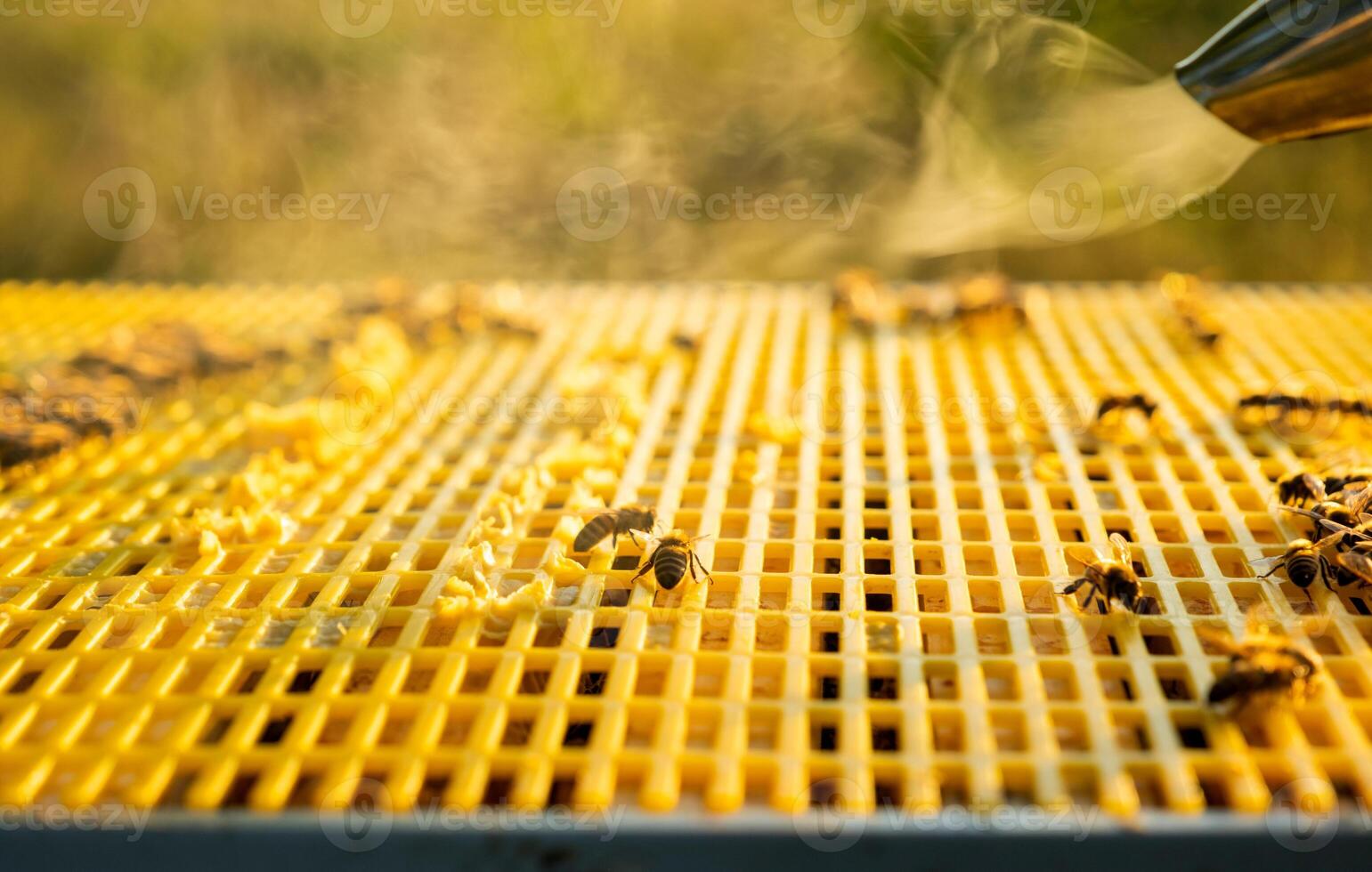 The bee cigarette lighter on the hive fumigates bees with smoke photo