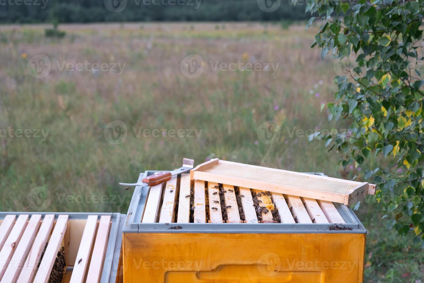 An open hive with frames and bees in rural areas, a bee fumigator, keeping bees in agricultures. Beekeeping, care of the hive photo