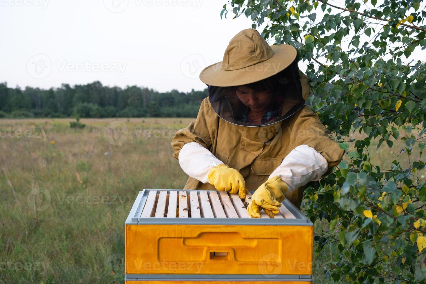 A beekeeper, a woman in a protective suit against bee stings, holds a frame with honey from a bee hive in her hands. Beekeeping, care of the hive photo
