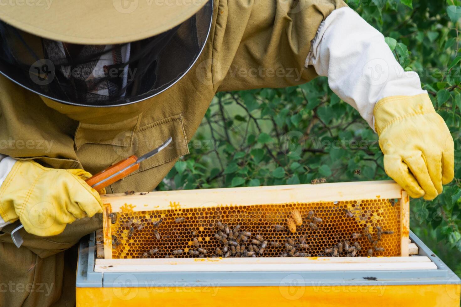 A beekeeper, a woman in a protective suit against bee stings, holds a frame with honey from a bee hive in her hands. Beekeeping, care of the hive photo