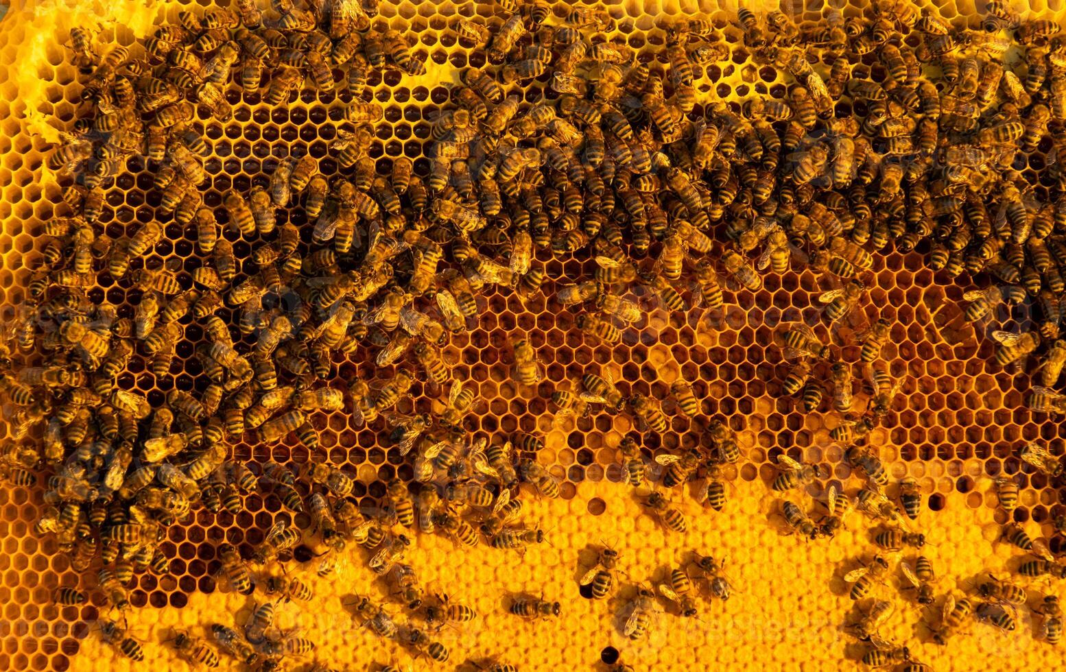 Bees sit on honeycombs with honey in a bee frame in a beehive close-up. Beekeeping, sealing honeycombs with wax and pouring honey, breeding and keeping bees photo