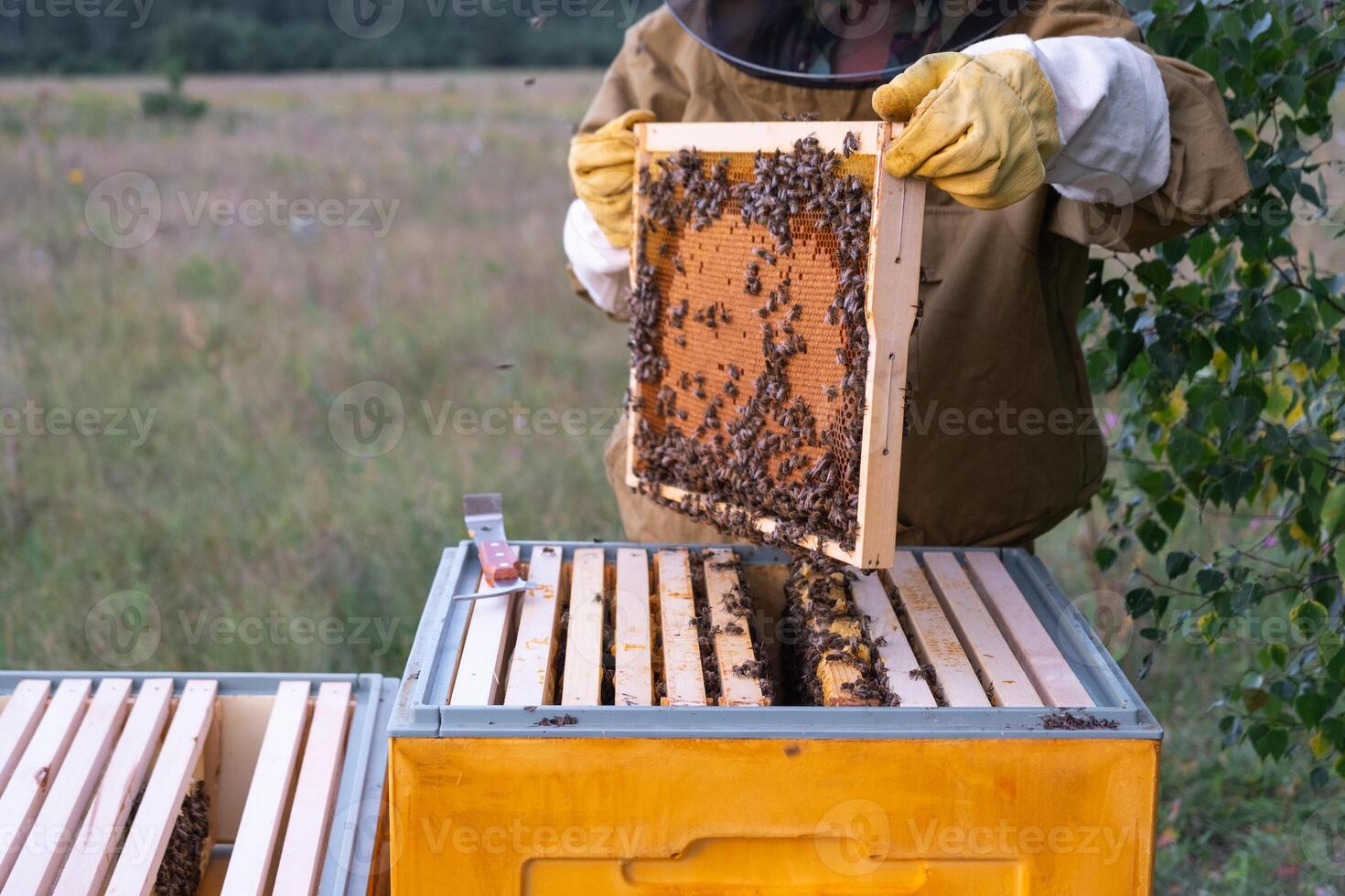 A beekeeper, a woman in a protective suit against bee stings, holds a frame with honey from a bee hive in her hands. Beekeeping, care of the hive photo