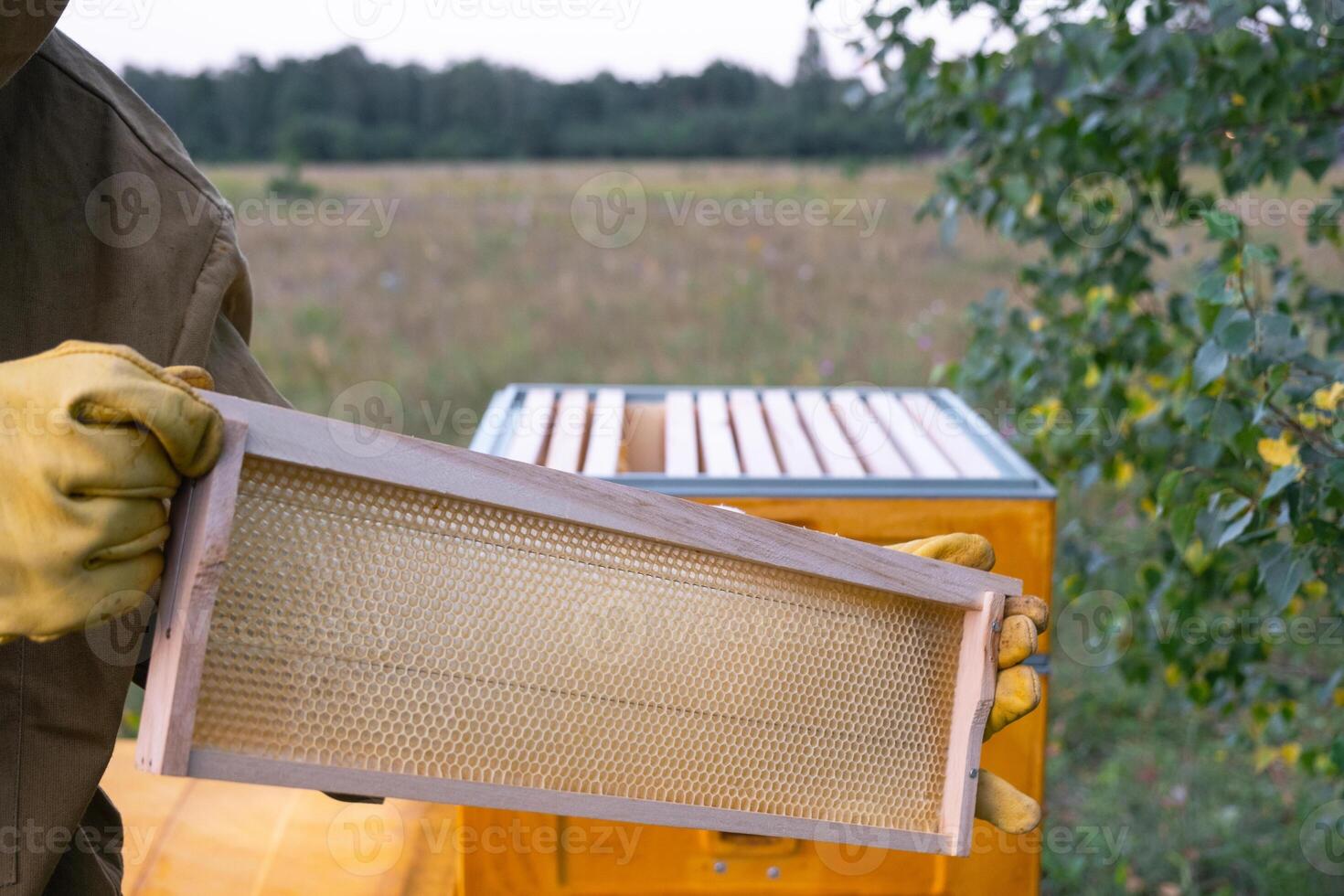 A beekeeper, a woman in a protective suit against bee stings, holds a empty frame with wax from a bee hive in her hands. Beekeeping, care of the hive, mock up photo