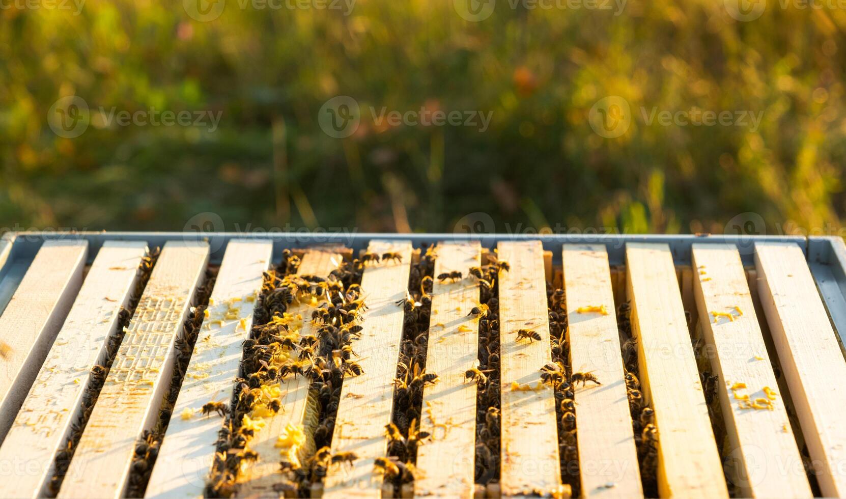 Bees are sitting in a hive on a close-up frame. Beekeeping, sealing honeycombs with wax and pouring honey, breeding and keeping bees photo