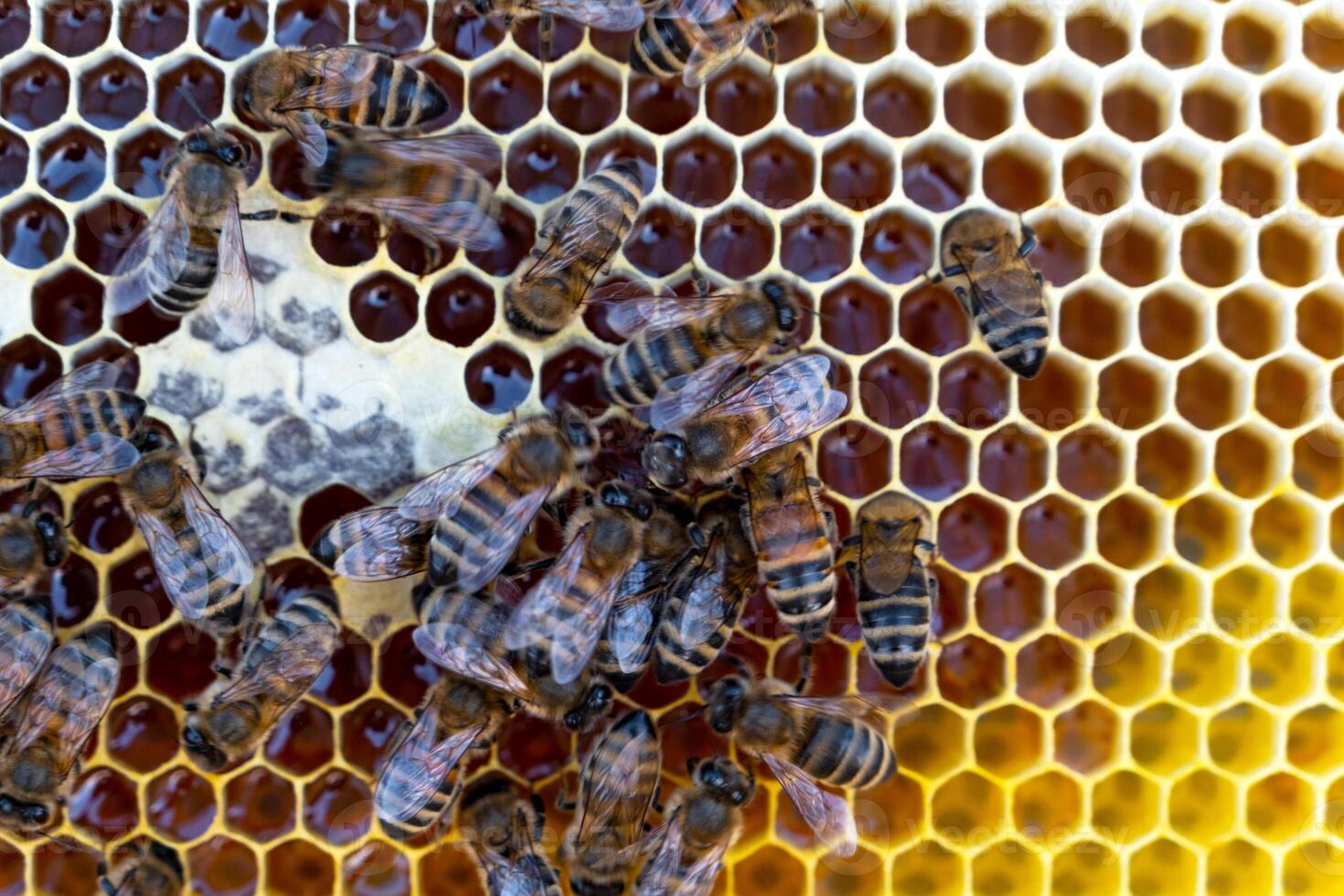 Bees sit on honeycombs with honey in a bee frame in a beehive close-up. Beekeeping, sealing honeycombs with wax and pouring honey, breeding and keeping bees photo