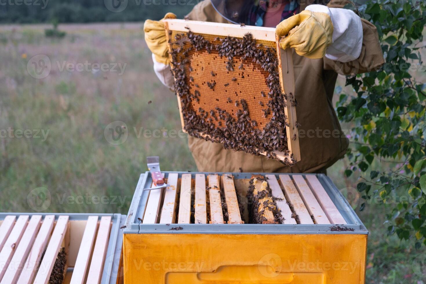 A beekeeper, a woman in a protective suit against bee stings, holds a frame with honey from a bee hive in her hands. Beekeeping, care of the hive photo