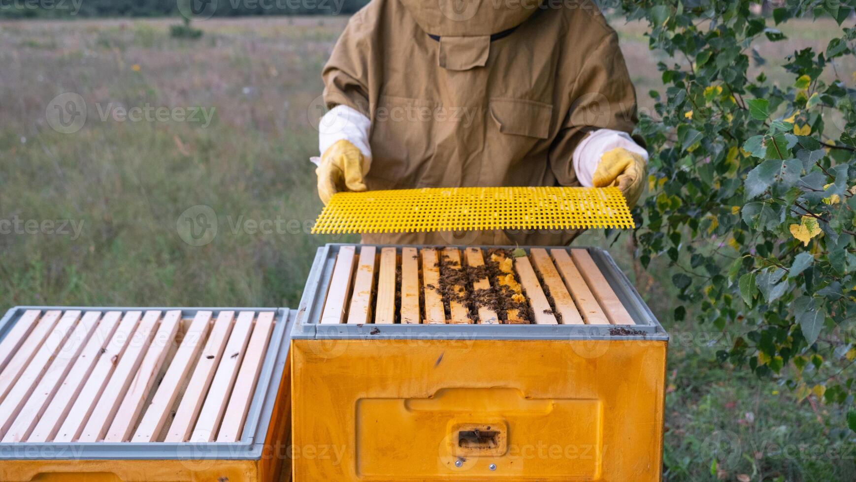 A beekeeper, a woman in a protective suit against bee stings, installs a separation grate in the hive. Beekeeping, care of the hive photo