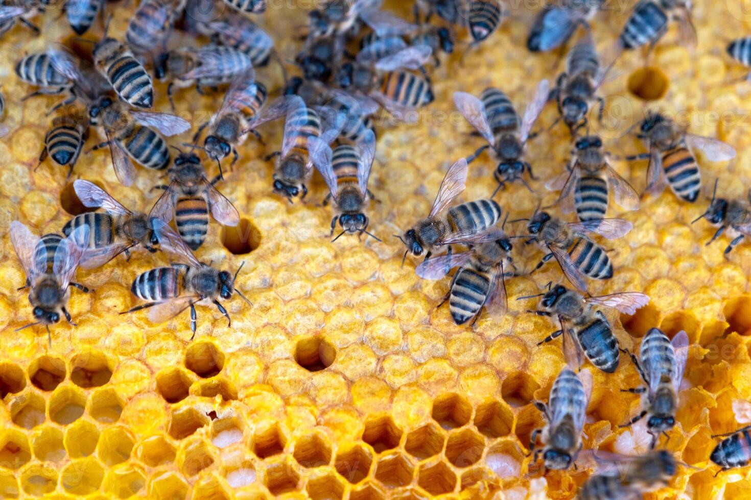 Bees sit on honeycombs with honey in a bee frame in a beehive close-up. Beekeeping, sealing honeycombs with wax and pouring honey, breeding and keeping bees photo