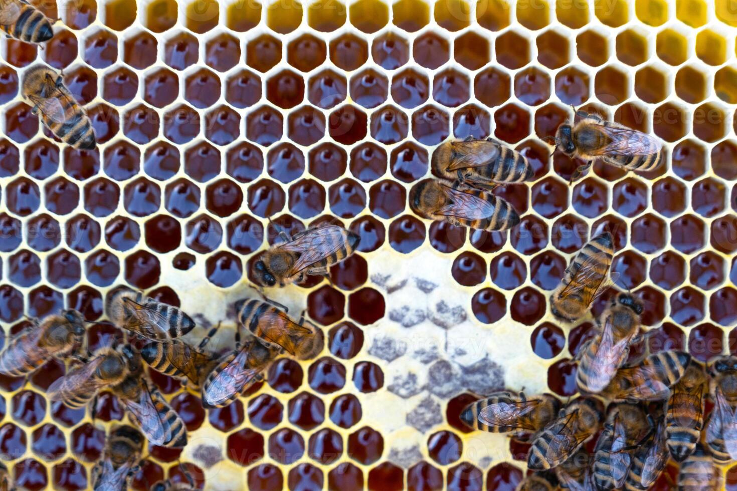 Bees sit on honeycombs with honey in a bee frame in a beehive close-up. Beekeeping, sealing honeycombs with wax and pouring honey, breeding and keeping bees photo