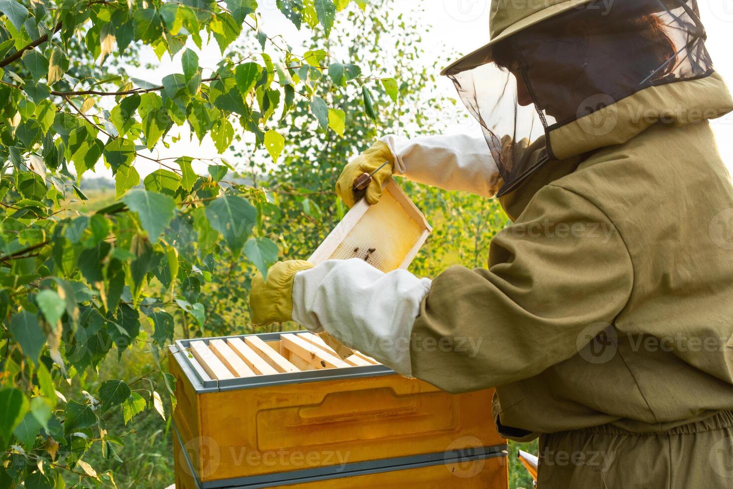 A beekeeper, a woman in a protective suit against bee stings, holds a frame with honey from a bee hive in her hands. Beekeeping, care of the hive photo