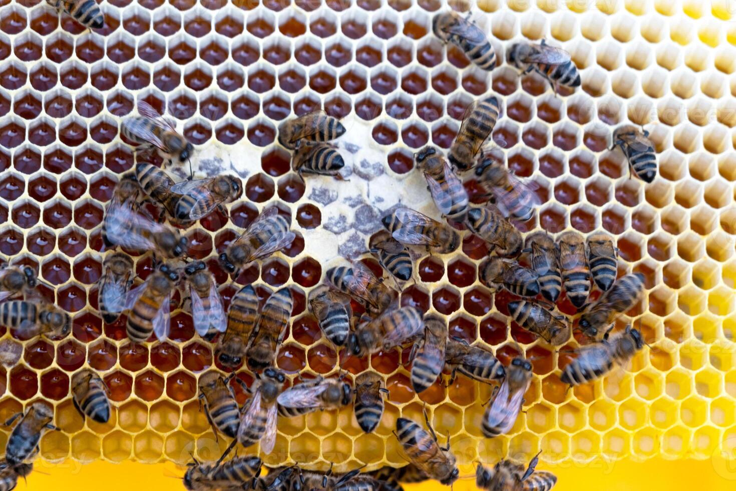 Bees sit on honeycombs with honey in a bee frame in a beehive close-up. Beekeeping, sealing honeycombs with wax and pouring honey, breeding and keeping bees photo