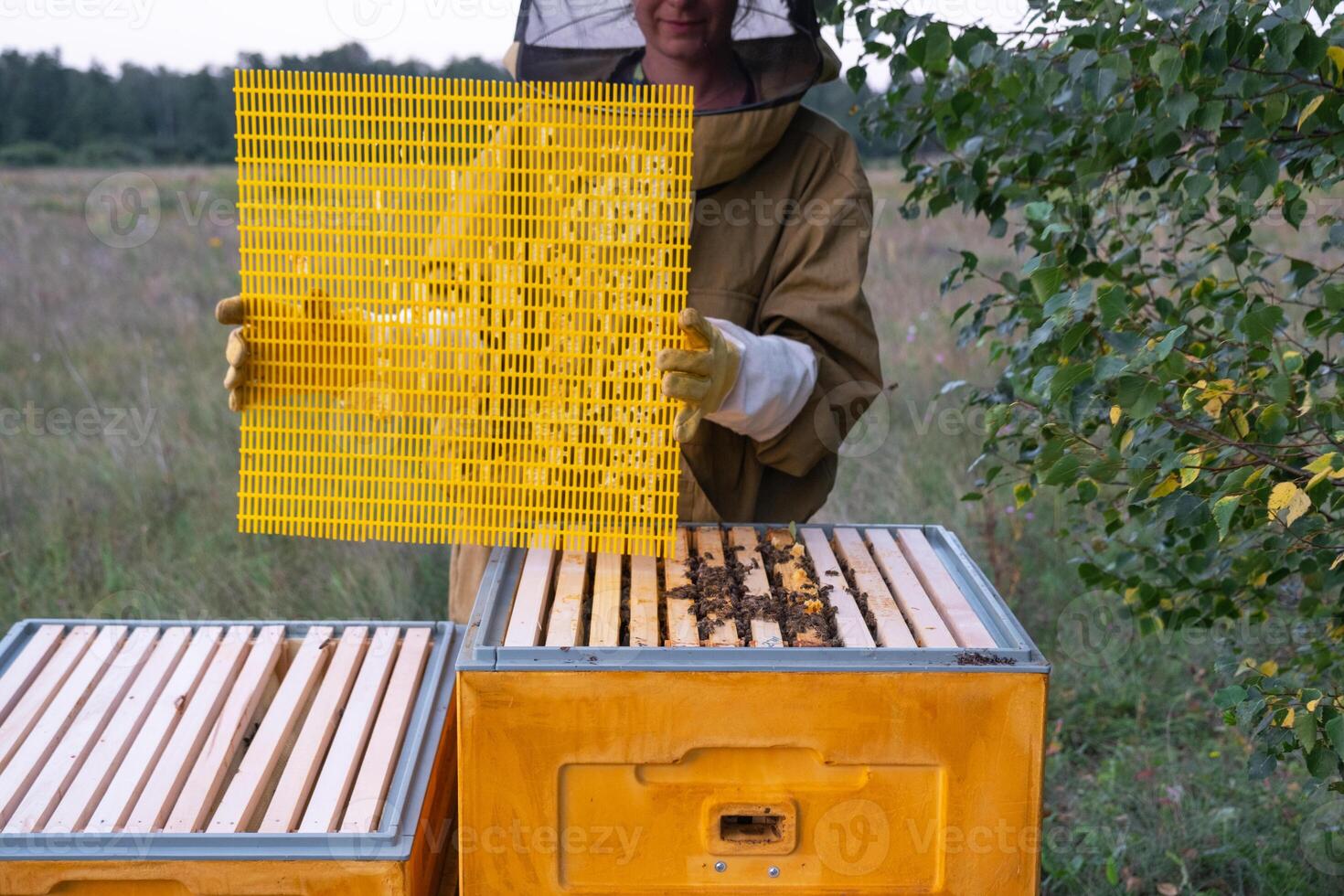 A beekeeper, a woman in a protective suit against bee stings, installs a separation grate in the hive. Beekeeping, care of the hive photo