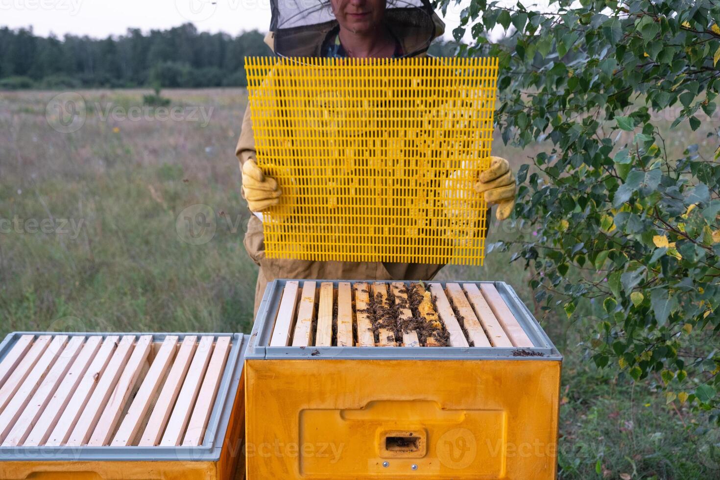 A beekeeper, a woman in a protective suit against bee stings, installs a separation grate in the hive. Beekeeping, care of the hive photo