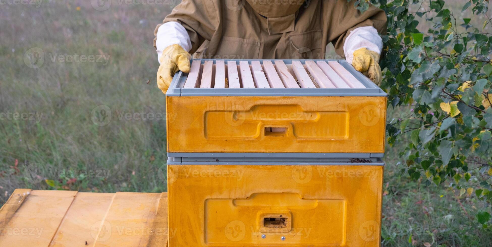 A beekeeper, a woman in a protective suit against bee stings, holds a frame with honey from a bee hive in her hands. Beekeeping, care of the hive photo