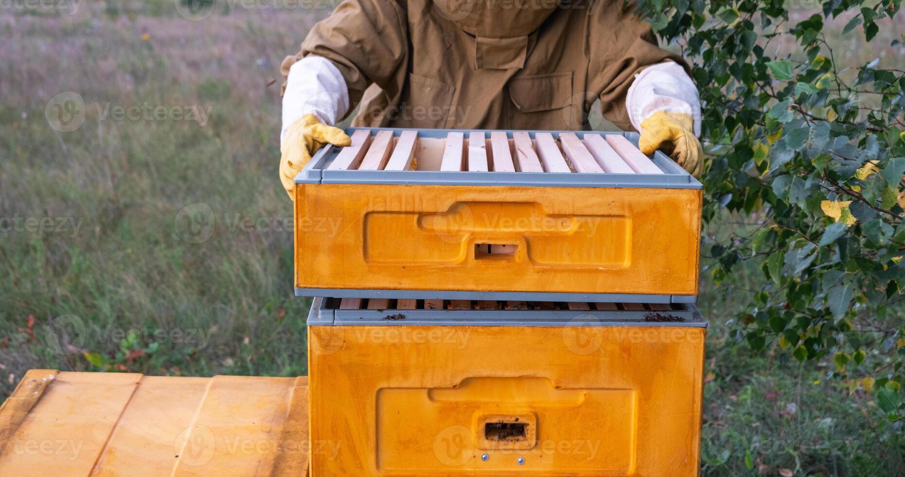 A beekeeper, a woman in a protective suit against bee stings, holds a frame with honey from a bee hive in her hands. Beekeeping, care of the hive photo