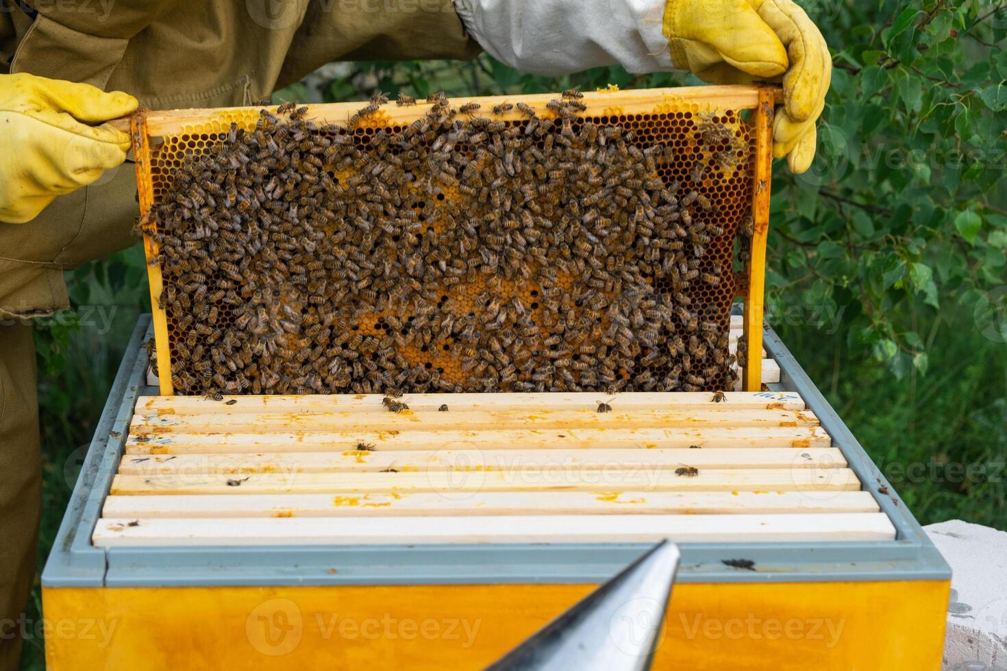 A beekeeper, a woman in a protective suit against bee stings, holds a frame with honey from a bee hive in her hands. Beekeeping, care of the hive photo