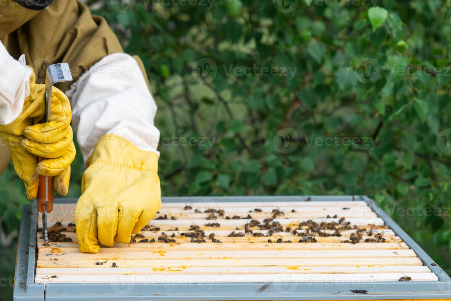 A beekeeper, a woman in a protective suit against bee stings, holds a frame with honey from a bee hive in her hands. Beekeeping, care of the hive photo