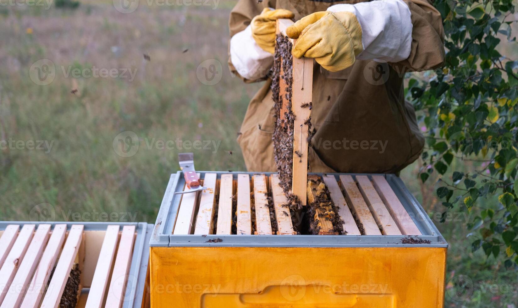 A beekeeper, a woman in a protective suit against bee stings, holds a frame with honey from a bee hive in her hands. Beekeeping, care of the hive photo