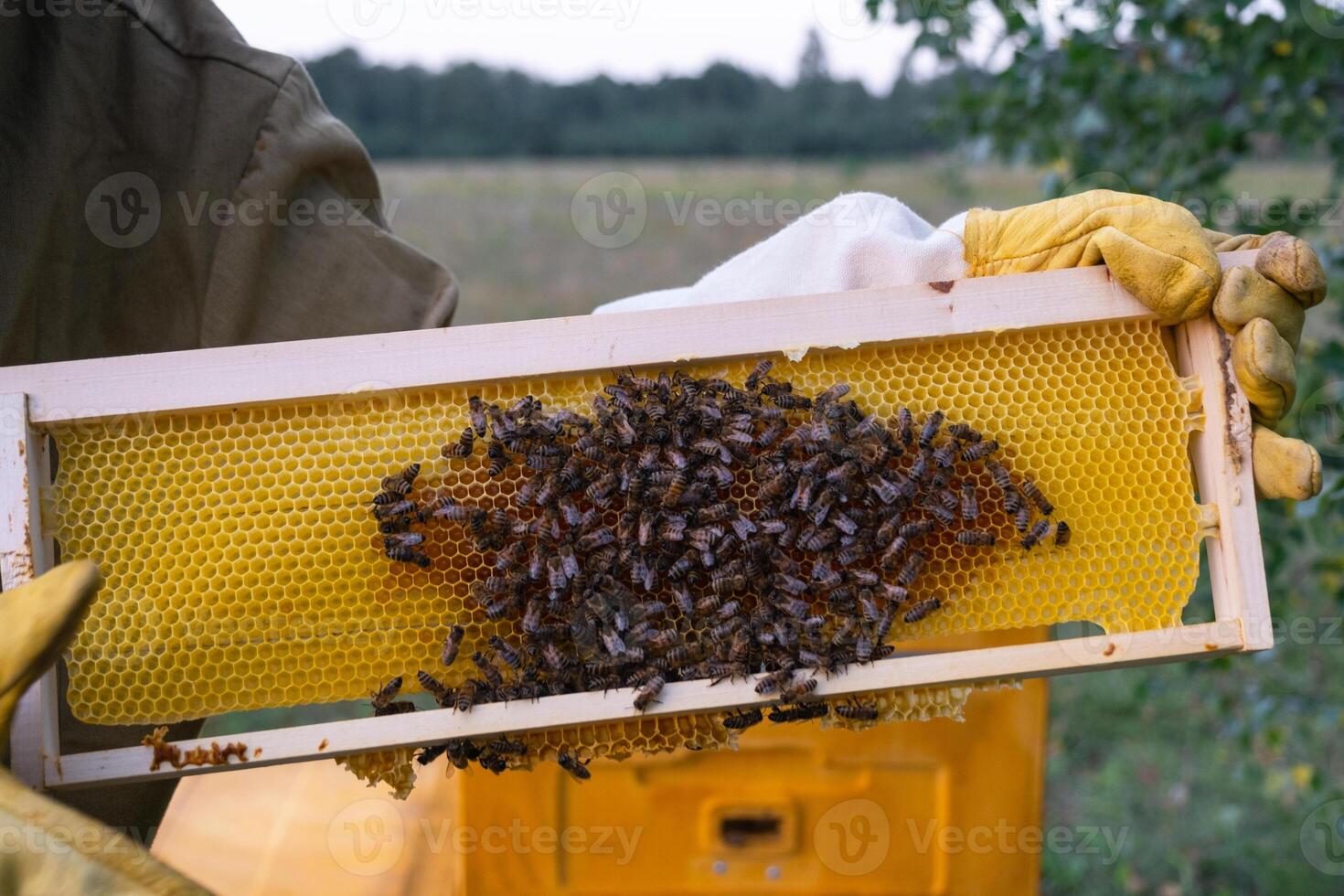 A beekeeper, a woman in a protective suit against bee stings, holds a frame with honey from a bee hive in her hands. Beekeeping, care of the hive photo
