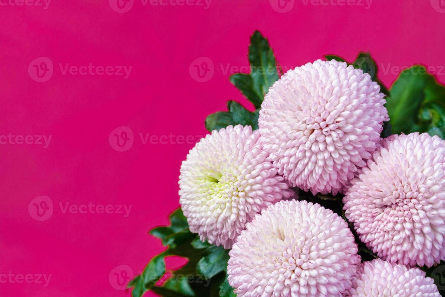 Close up view on a bouquet of the pink Chrysanthemum flowers on a purple background photo