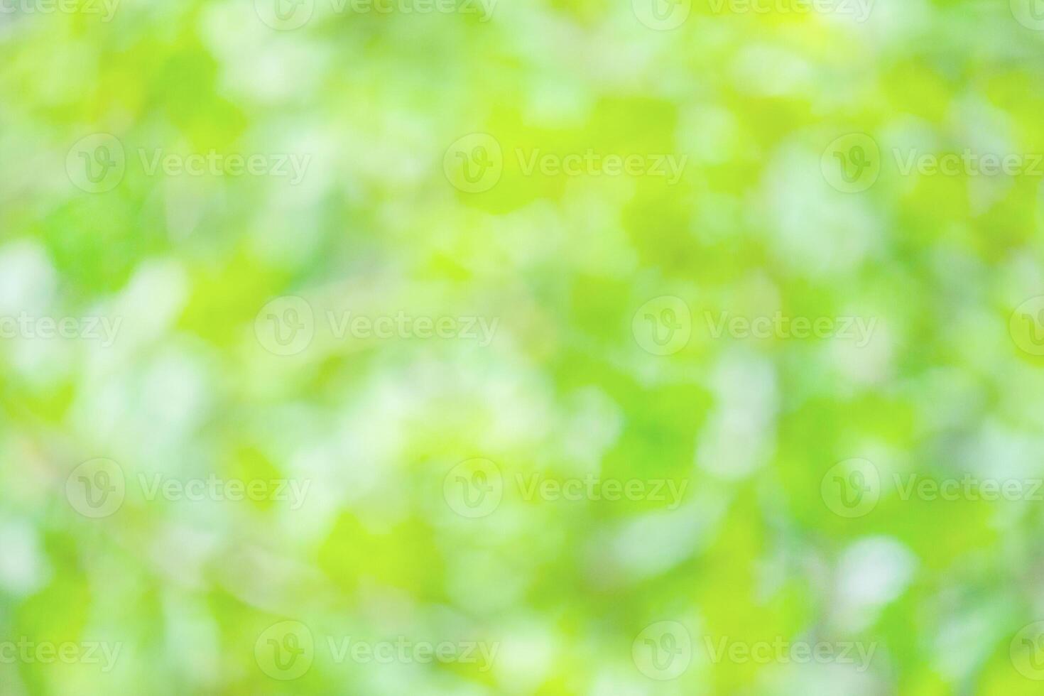 Blurred summer background of green foliage illuminated by sunlight photo