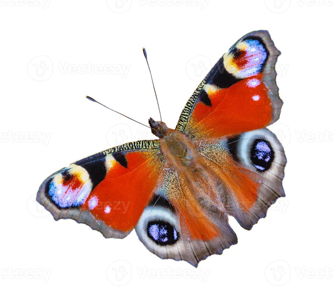 Close up view on a Peacock butterfly Aglais io isolated on a white background photo