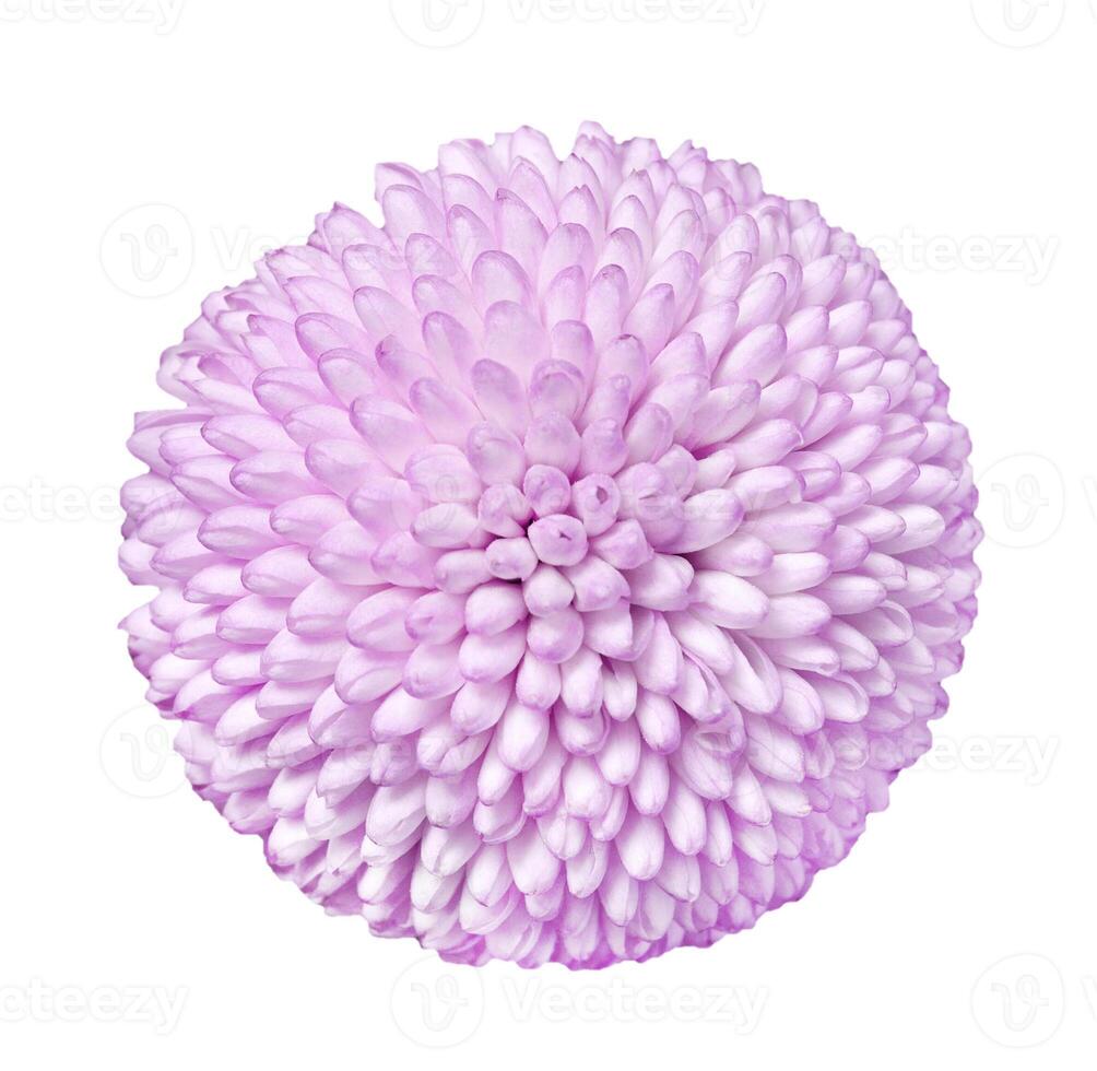 Close up view on a pink Chrysanthemum flower, isolated on a white background photo