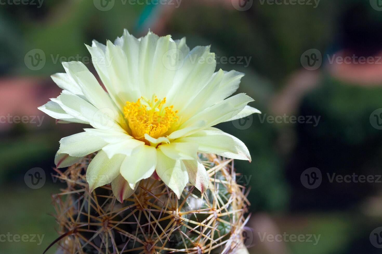 Close up view on a soft-yellow flower of Coryphantha cactus photo