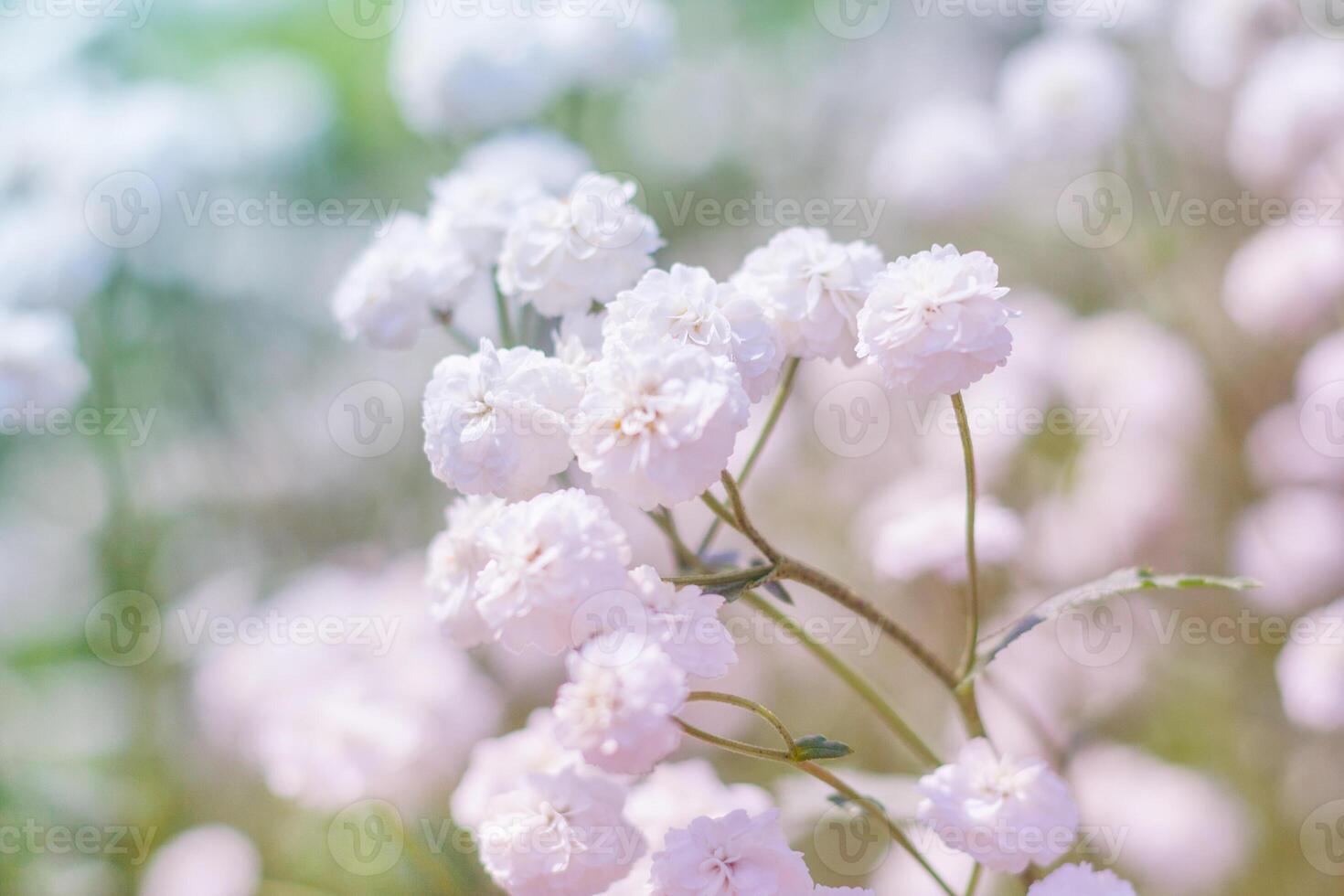View on a bushes of white flowers of Gypsophila paniculata photo