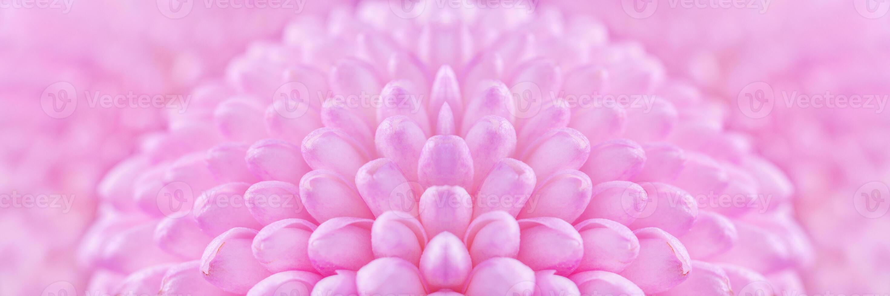 Close up view on a bouquet of the pink Chrysanthemum flowers as background photo