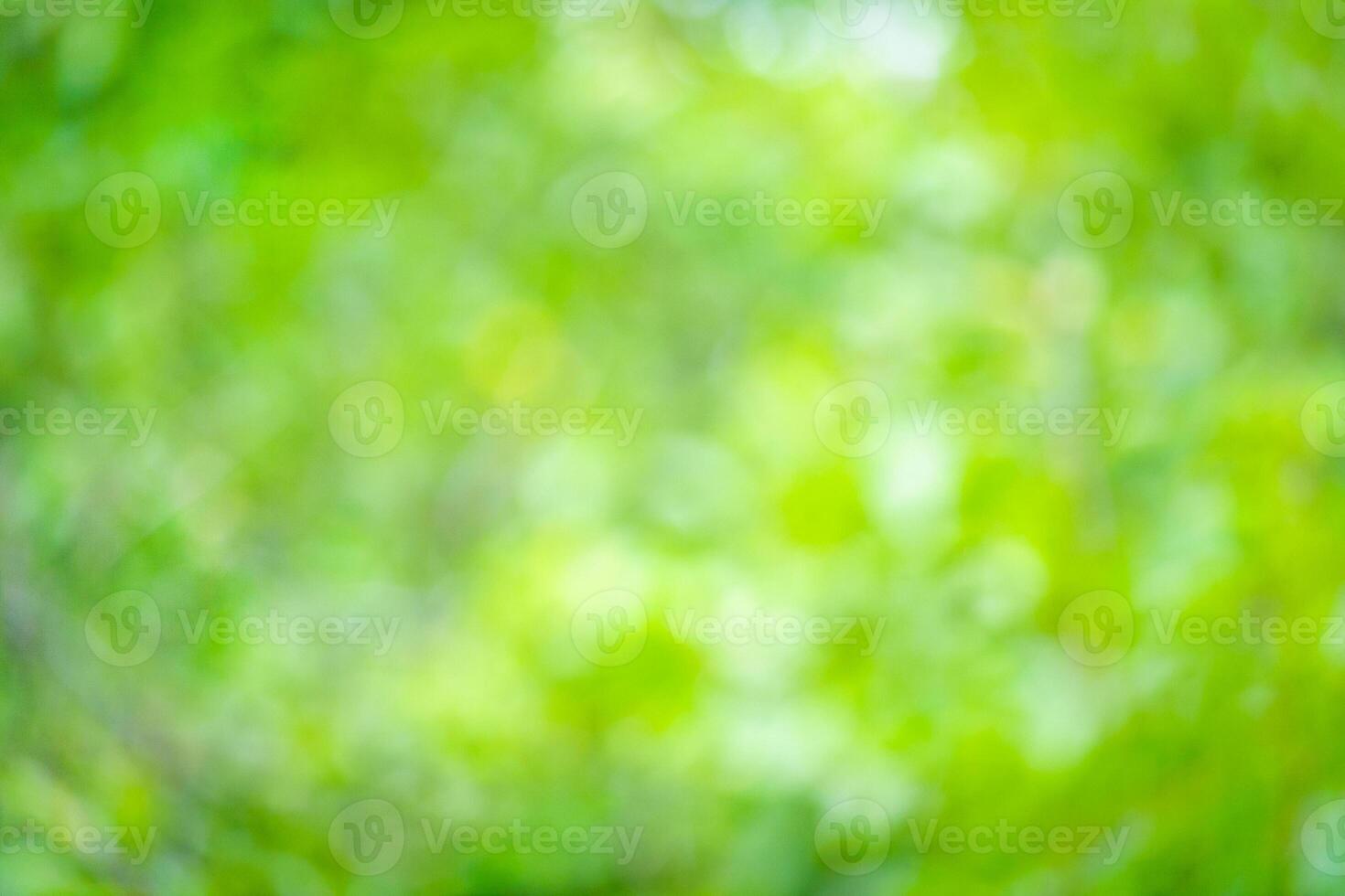 Natural blurred summer background of green foliage photo