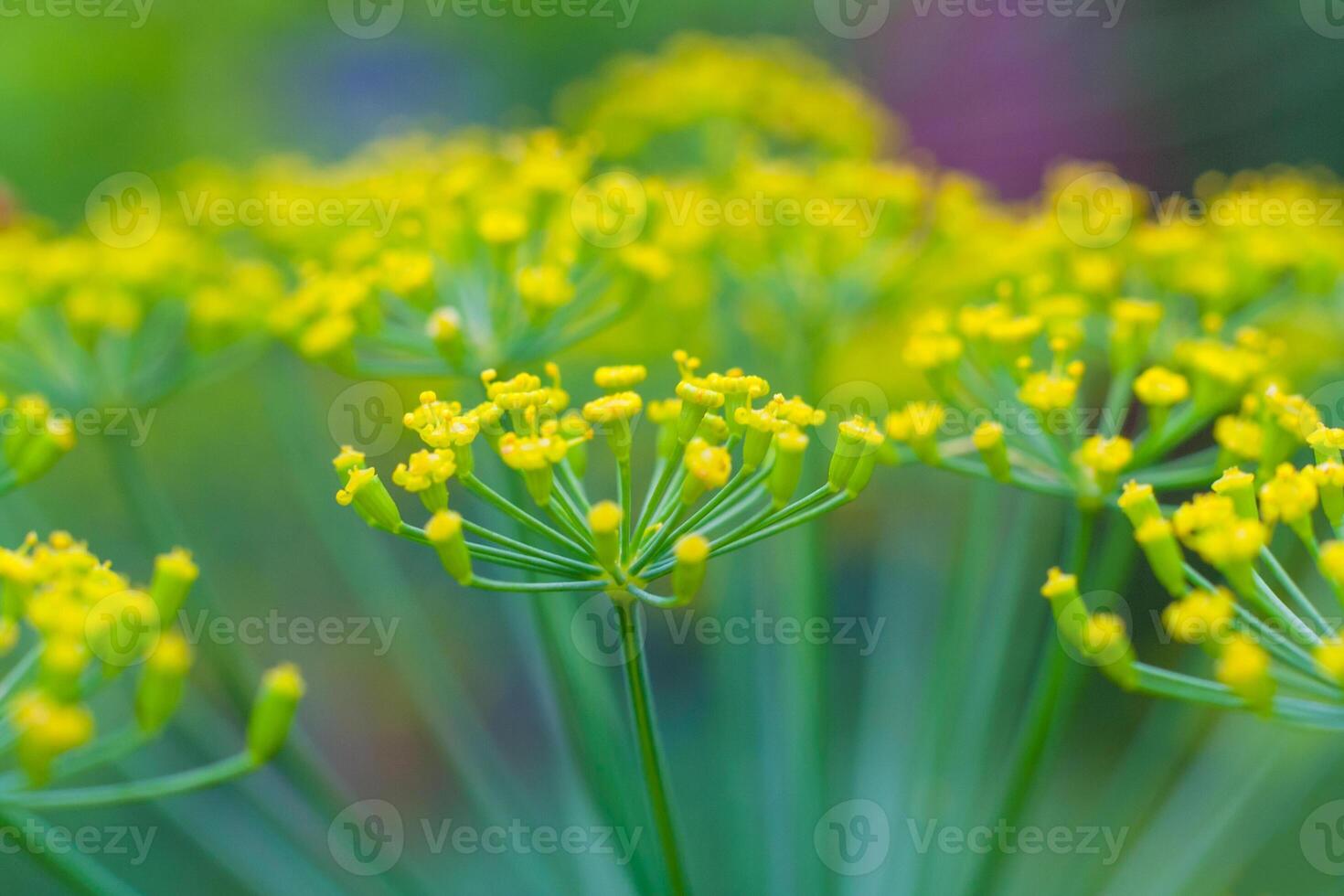 Close up view on a dill umbrella blooming on high stem on a background of garden in blur photo