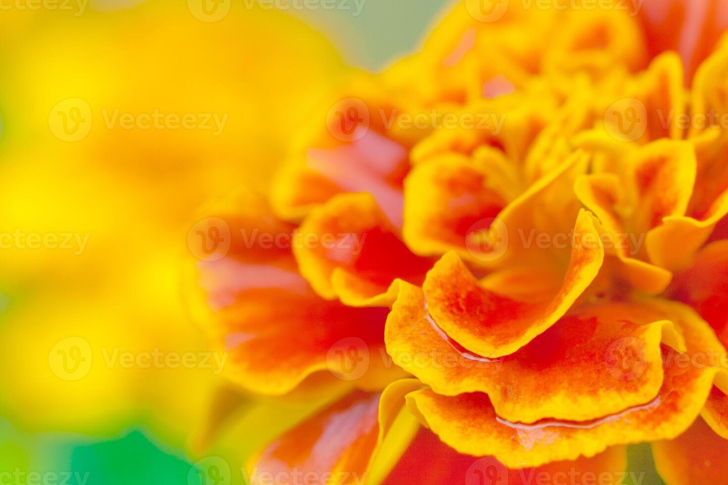 Close up view on a orange tagetes marigold flower in the garden photo