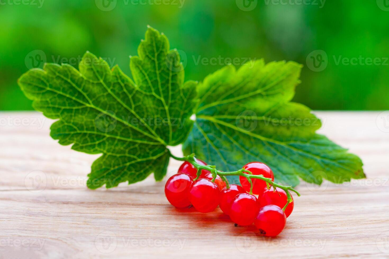 Close up view on a branch of red currant with leaves on a wooden table on a background of green garden in blur photo