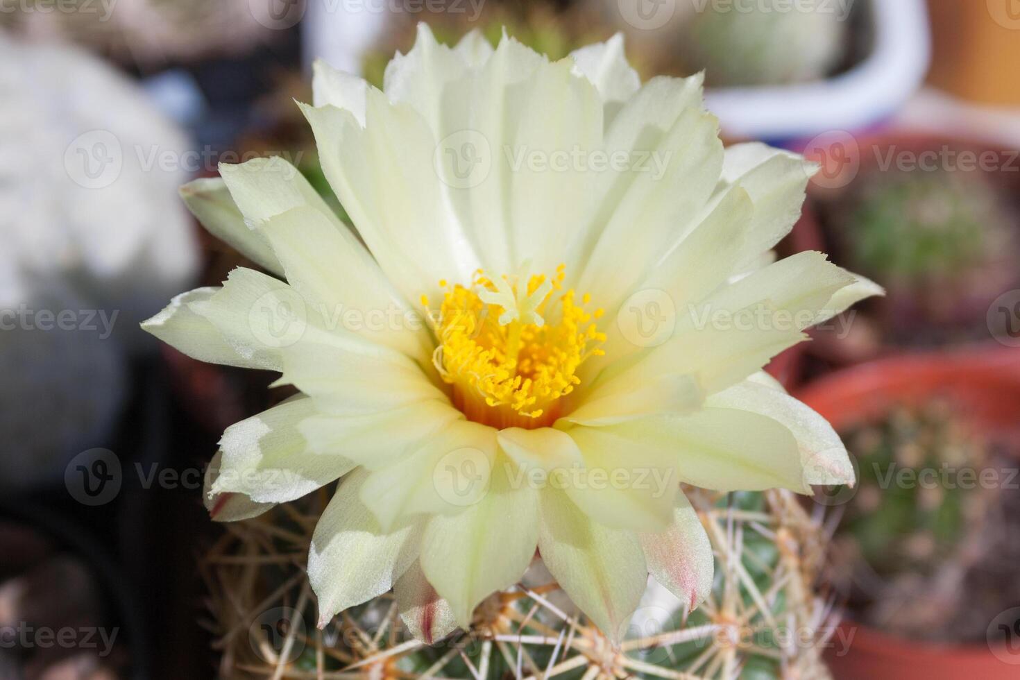 Close up view on a soft-yellow flower of Coryphantha beehive cactus photo