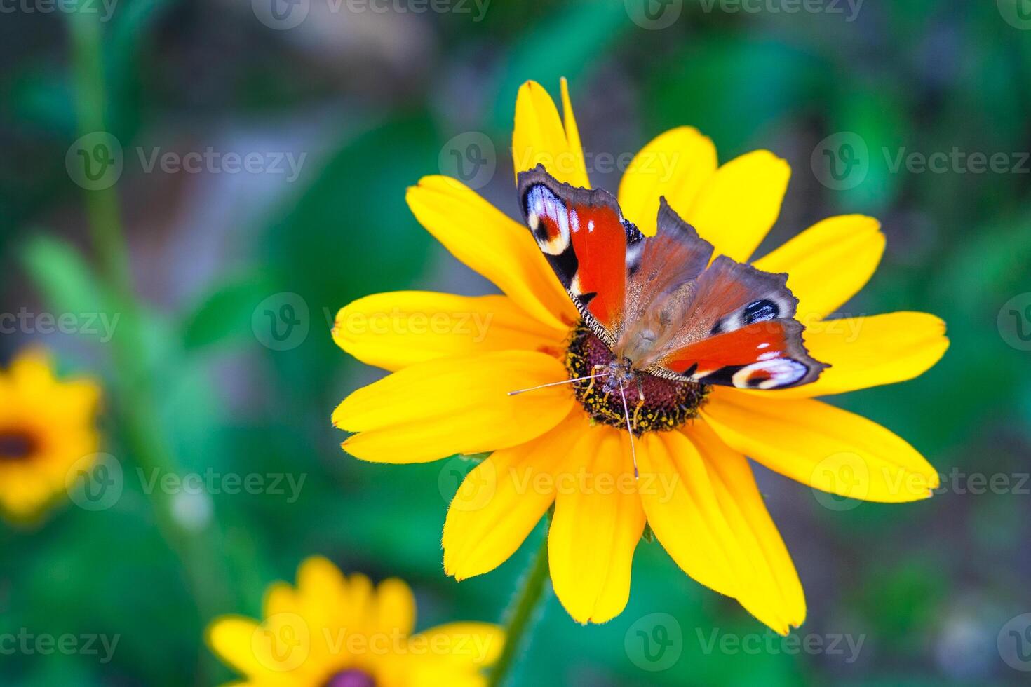 Close up view on a European peacock butterfly on a yellow chamomile flower on a background of green garden in blur photo