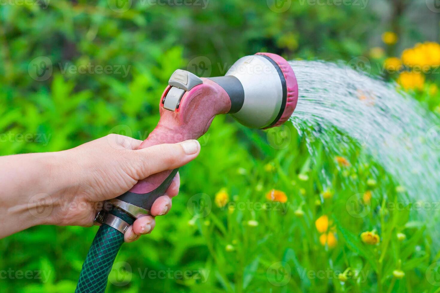 Women's hand with a sprinkler watering a yellow flowers in the green garden photo