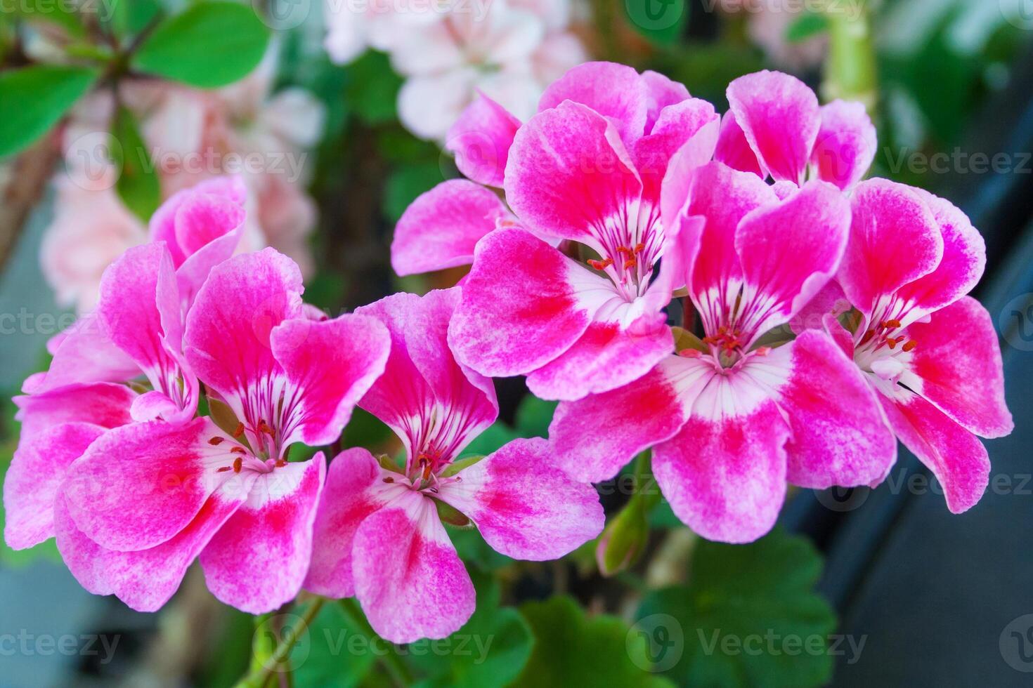 Close up view on a pink flowers of Pelargonium plant photo