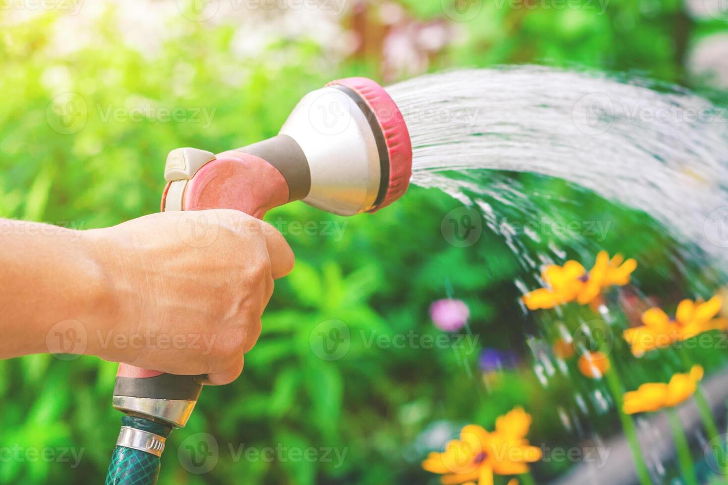 Close up view on a hand with sprinkler, watering a yellow flowers in the garden on a background of green plants in bokeh, illuminated by sunlight photo
