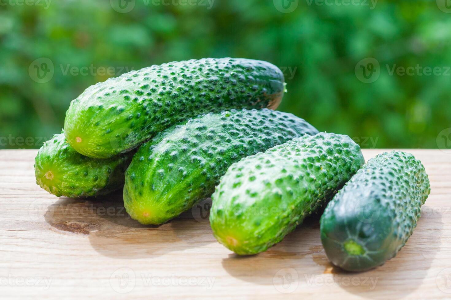 A pile of fresh cucumbers on a wooden table on a background of green garden in bokeh photo