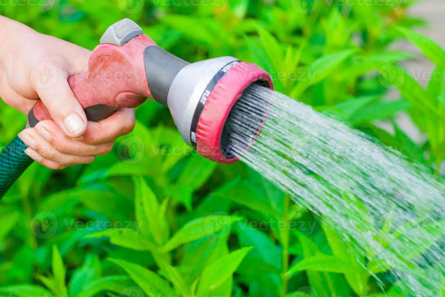 Close up view on a women's hand with a sprinkler that waters a vegetable garden on a background of green plants in bokeh photo