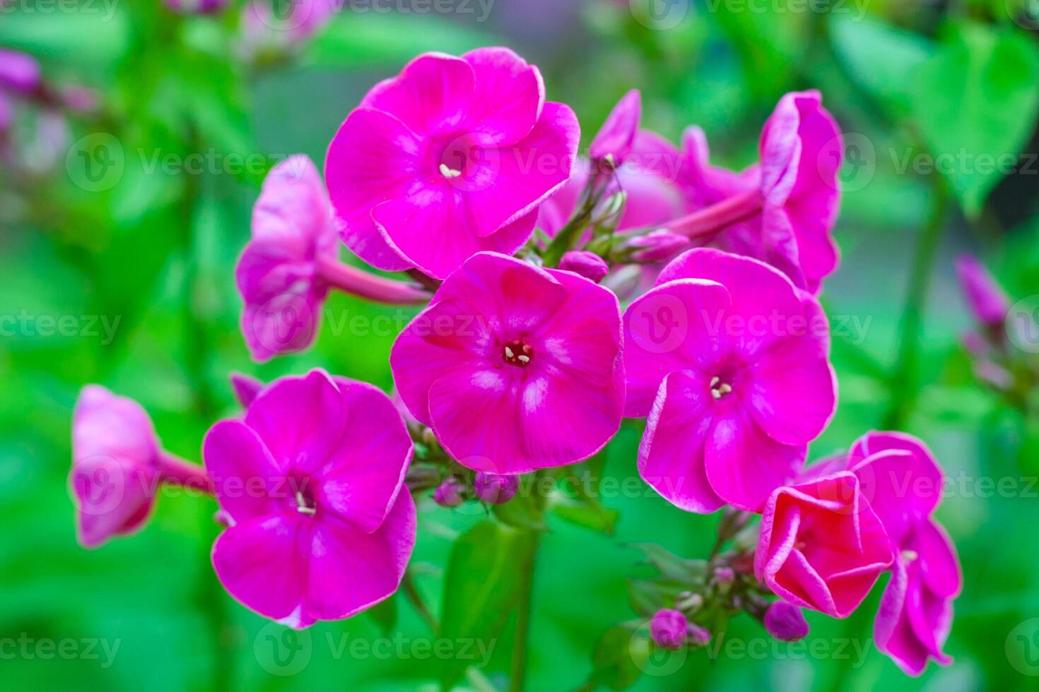Close up view on a bush of pink flowers of phlox plant on a background of green garden in bokeh photo