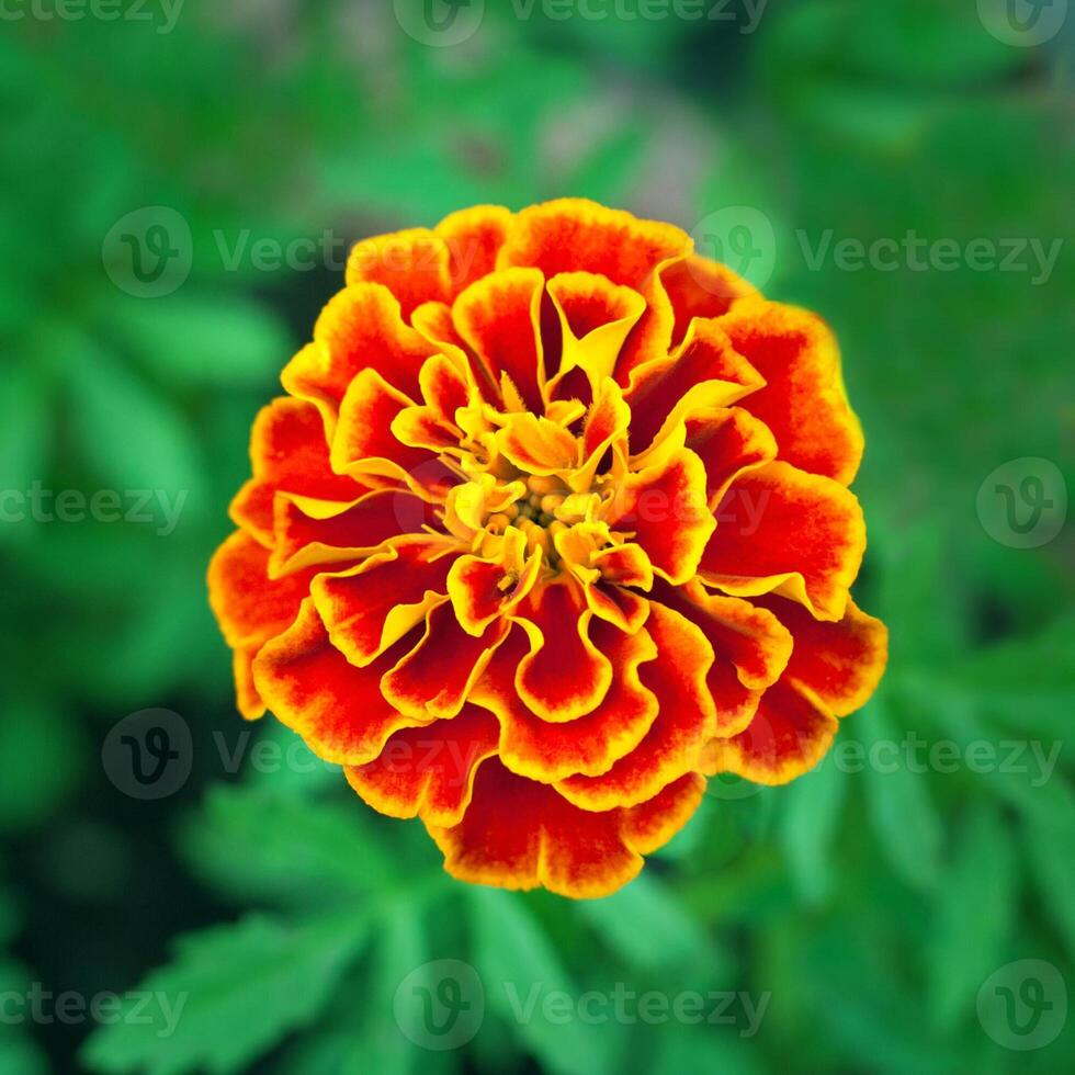 Orange yellow flower of tagetes plant French Marigold on a background of green garden in blur photo