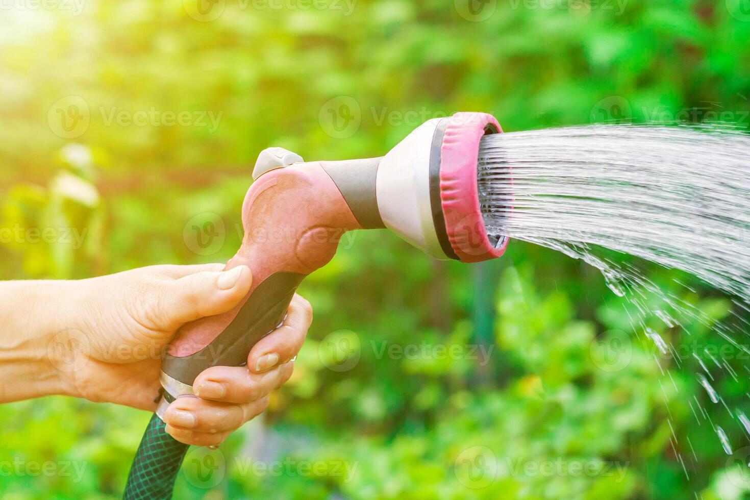 Female hand with sprinkler watering a vegetable garden on a background of green plants in bokeh, illuminated by sunlight shallow depth of field, toned photo