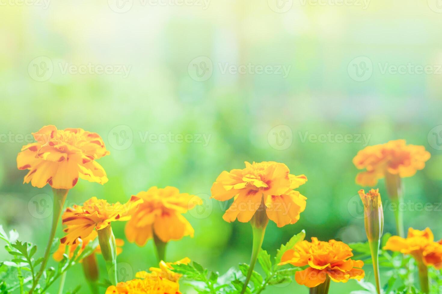 Orange tagetes marigold flowers, illuminated by summer sunlight, on a background of green garden in blur with copy space photo
