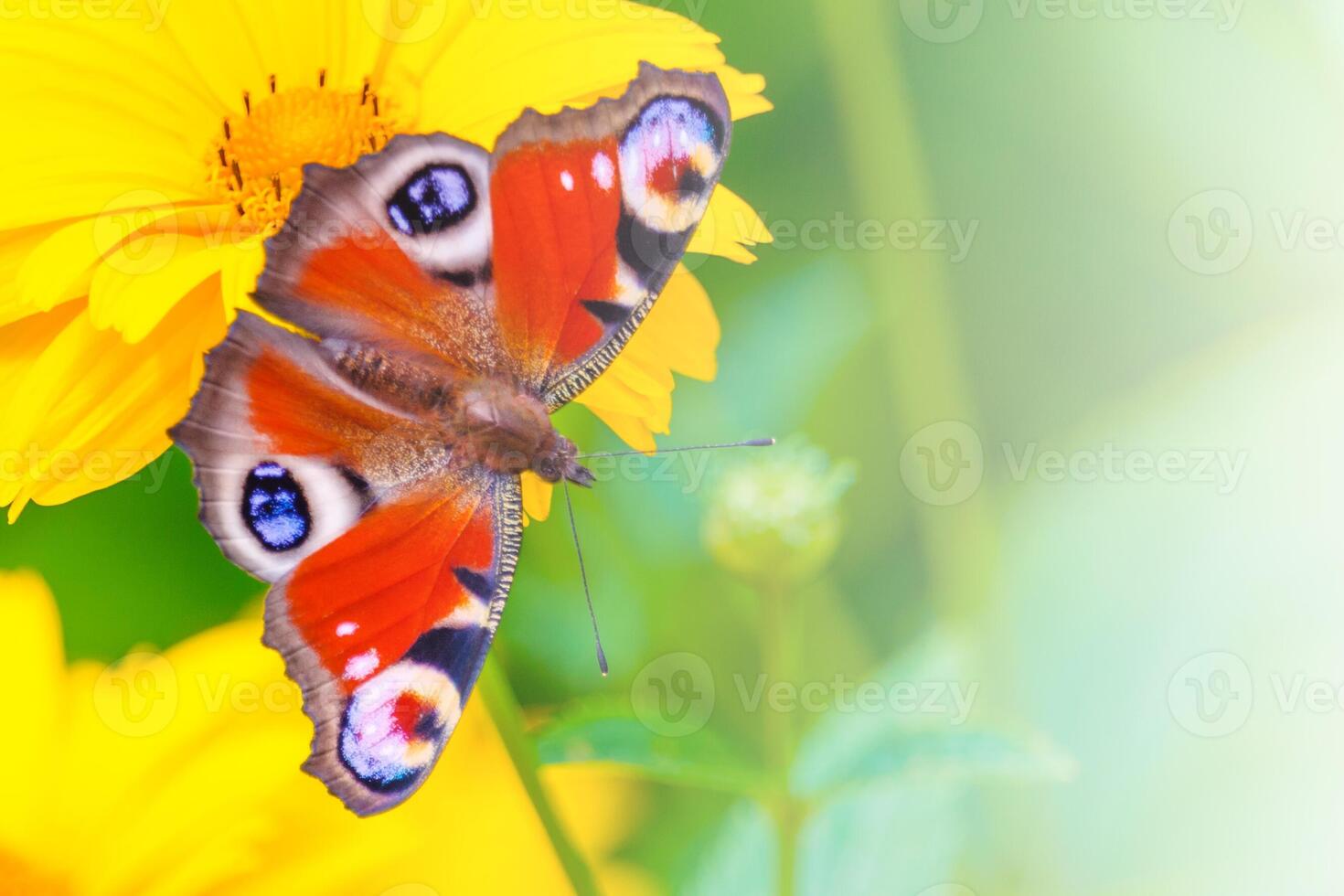 View on a Peacock butterfly on a yellow flower of chamomile on a background of green garden in blur, illuminated by sunlight with copy space photo
