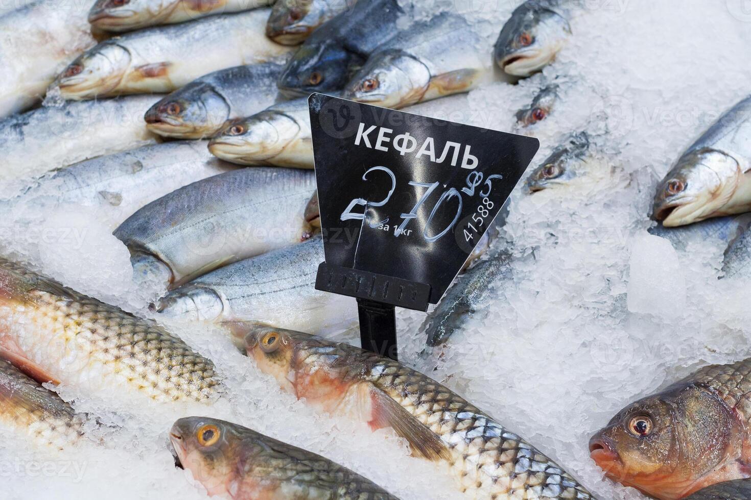 Close up view of a frozen mullet fish with a price tag on the counter of supermarket photo